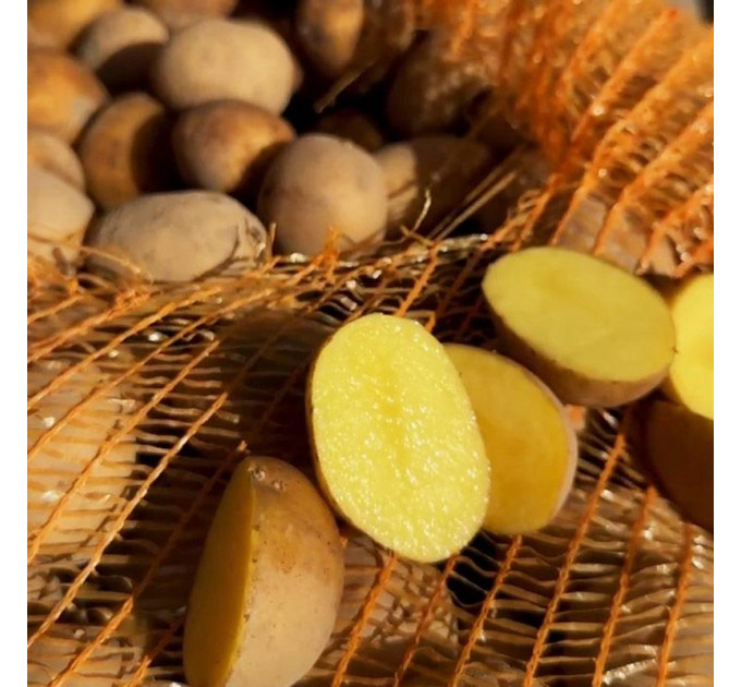 Семенной картофель Конкордия, 90–110 дней 2 репродукция