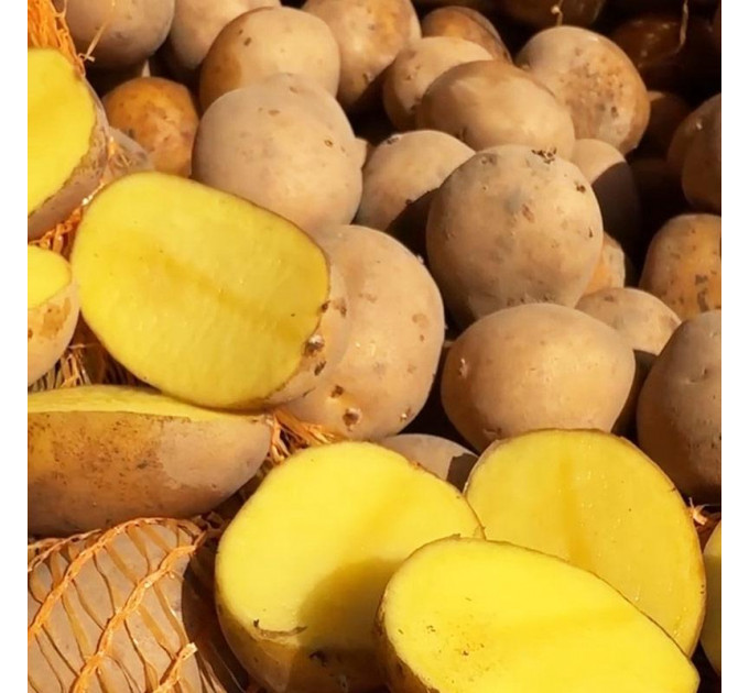 Семенной картофель Конкордия, 90–110 дней 2 репродукция