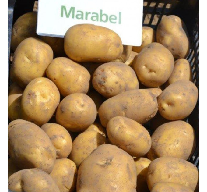 Семенной картофель Марабел (Marabel) 60-70 дней, 2 репродукция