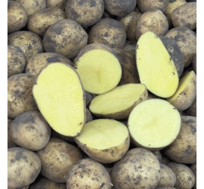 Семенной картофель Гала, 70-80 дней 2 репродукция