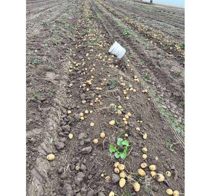 Семенной картофель Гала, 70-80 дней 2 репродукция