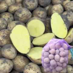 Семенной картофель Гала, 70-80 дней 2 репродукция