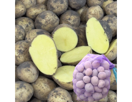 Насіннєва картопля Гала, 70-80 днів 2 репродукція