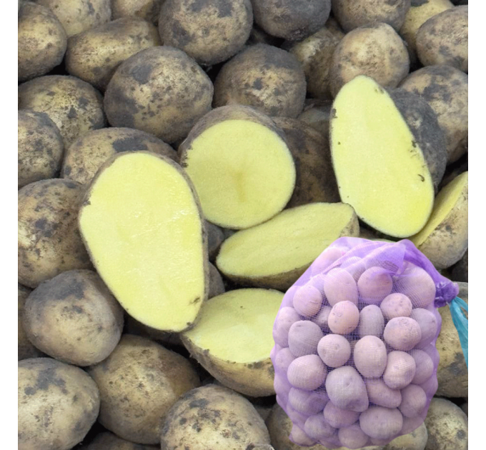 Семенной картофель Гала, 70-80 дней 2 репродукция