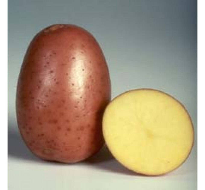 Семенной картофель Беллароза, 50-60 дней 2 репродукция
