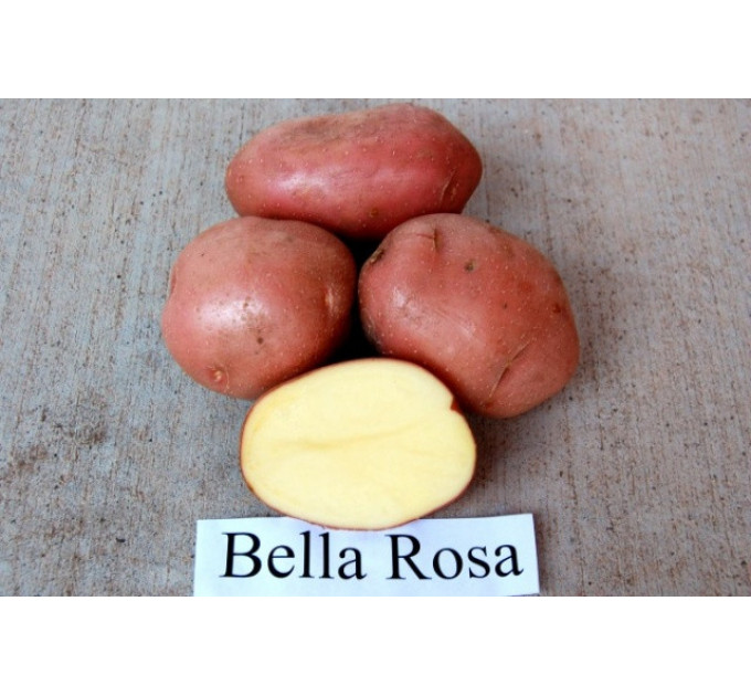 Семенной картофель Беллароза, 50-60 дней 2 репродукция