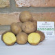 Семенной картофель Коломбо, 60-70 дней 2 репродукция