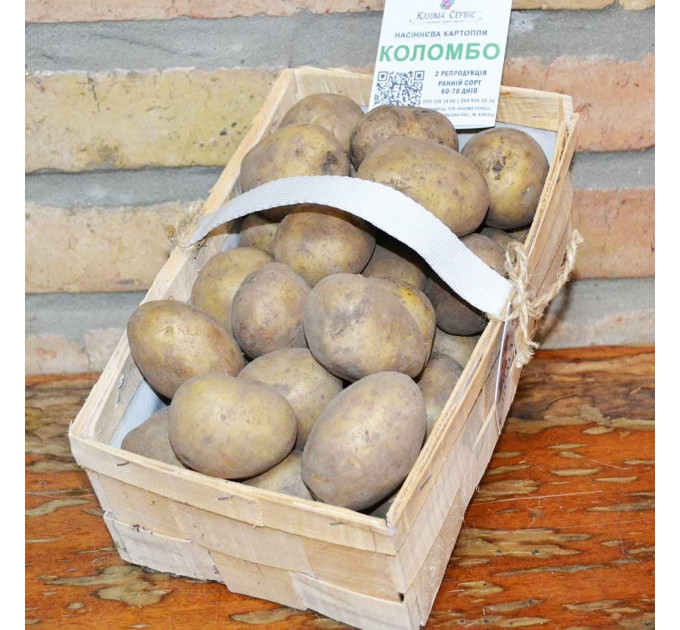 Семенной картофель Коломбо, 60-70 дней 2 репродукция