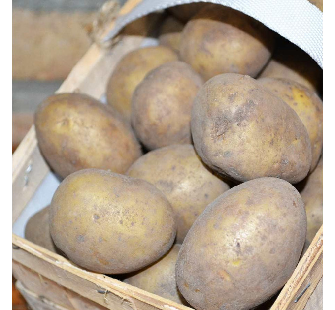 Семенной картофель Коломбо, 60-70 дней 2 репродукция