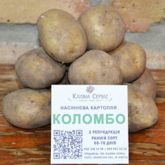 Семенной картофель Коломбо, 60-70 дней 2 репродукция