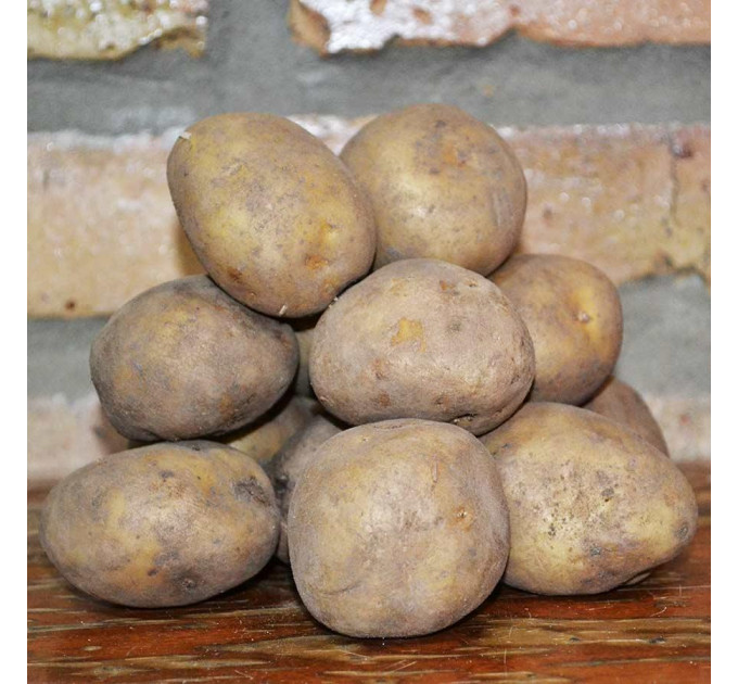 Семенной картофель Коломбо, 60-70 дней 2 репродукция