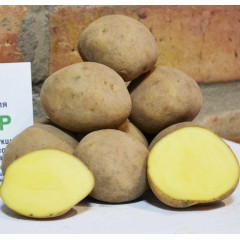 Семенной картофель Твистер, 60-70 дней 2 репродукция