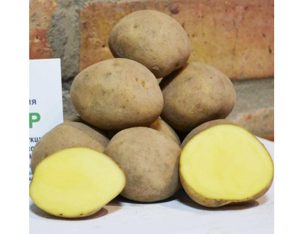 Семенной картофель Твистер, 60-70 дней 2 репродукция