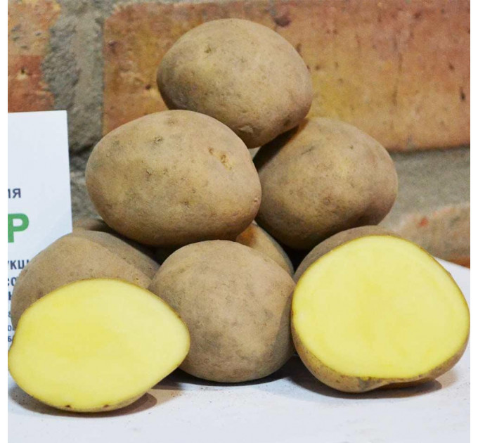 Семенной картофель Твистер, 60-70 дней 2 репродукция