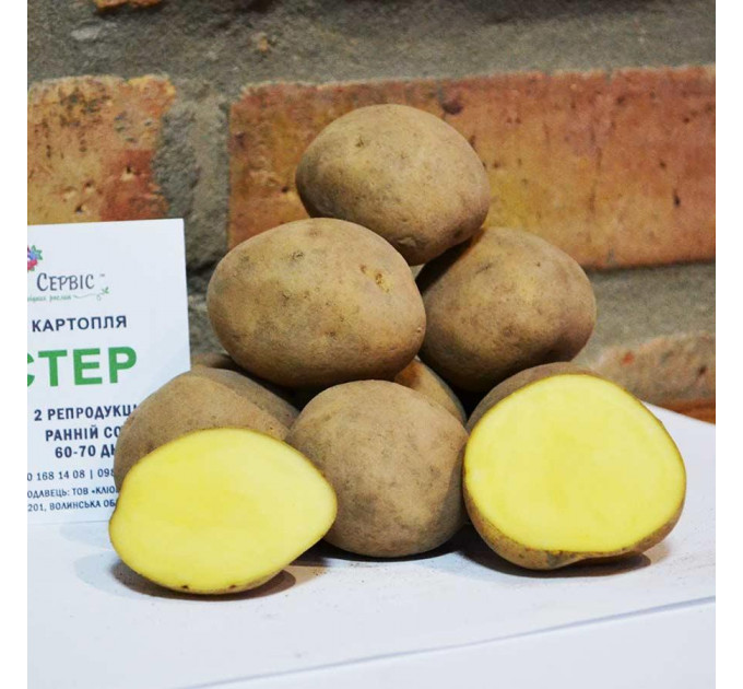 Семенной картофель Твистер, 60-70 дней 2 репродукция