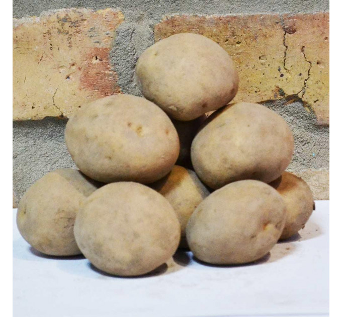 Семенной картофель Твистер, 60-70 дней 2 репродукция