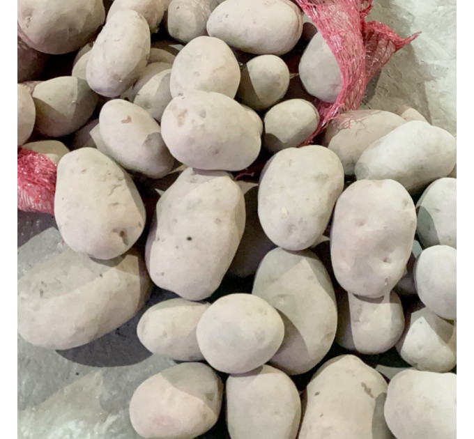 Семенной картофель Беллароза, 50-60 дней 2 репродукция