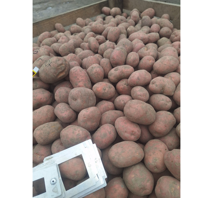 Семенной картофель Беллароза, 50-60 дней 2 репродукция