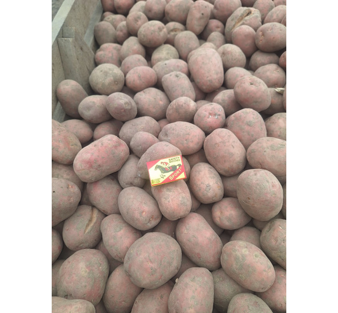 Семенной картофель Беллароза, 50-60 дней 2 репродукция