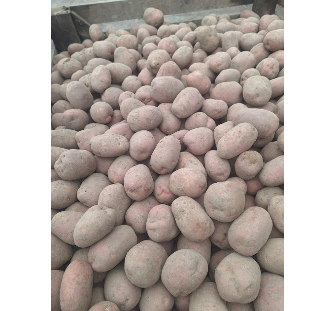 Семенной картофель Беллароза, 50-60 дней 2 репродукция