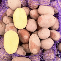 Семенной картофель Беллароза, 50-60 дней 2 репродукция