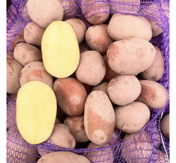 Семенной картофель Беллароза, 50-60 дней 2 репродукция