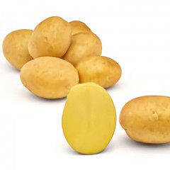 Семенной картофель Джуле (Jule) 80-90 дней, 2 репродукция