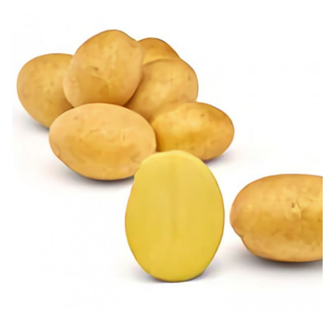 Семенной картофель Джуле (Jule) 80-90 дней, 2 репродукция