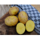 Семенной картофель Джуле (Jule) 80-90 дней, 2 репродукция