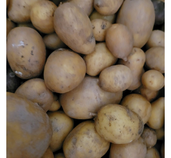 Семенной картофель Джуле (Jule) 80-90 дней, 2 репродукция