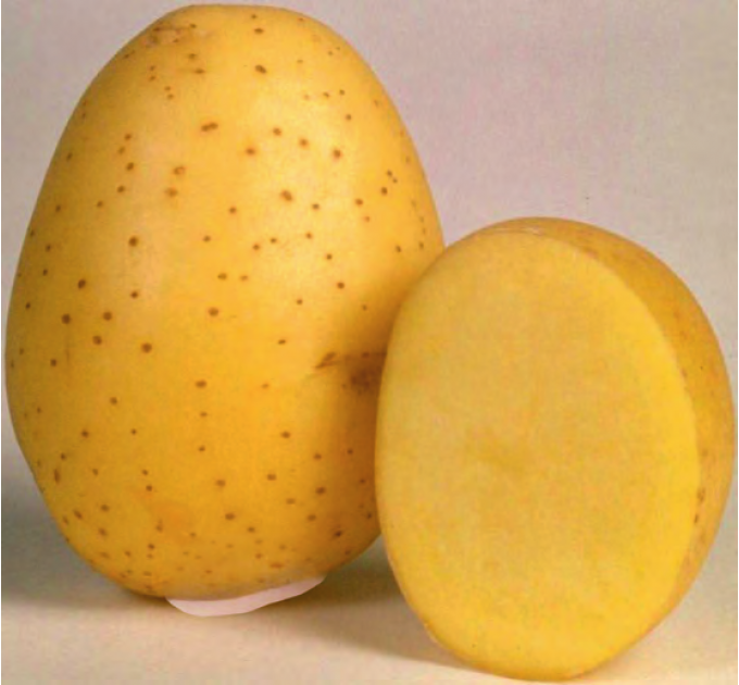 Семенной картофель Винета, 60-70 дней 2 репродукция