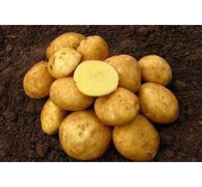 Семенной картофель Винета, 60-70 дней 2 репродукция