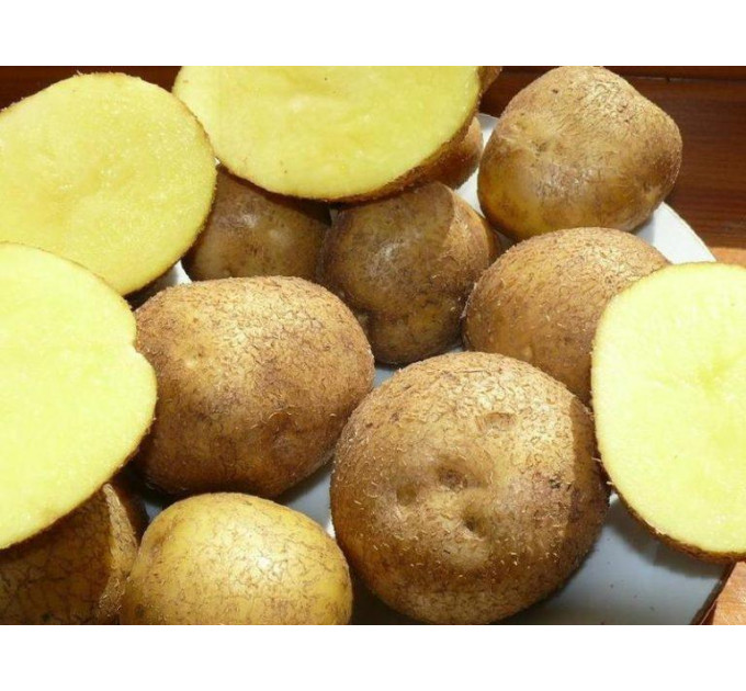 Семенной картофель Винета, 60-70 дней 2 репродукция