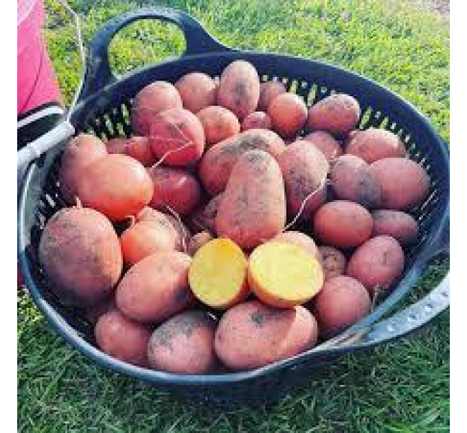 Семенной картофель Балтик Роуз, 60-90 дней 2 репродукция