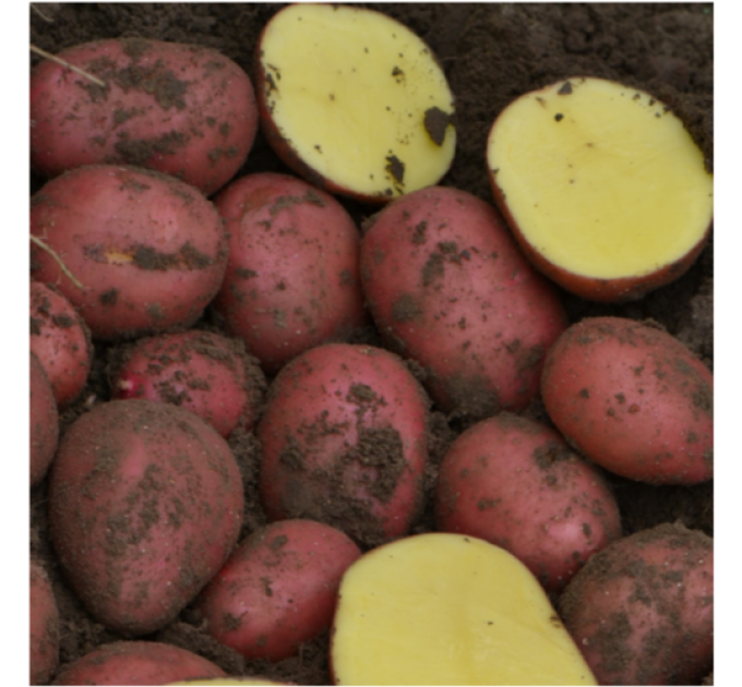 Семенной картофель Балтик Роуз, 60-90 дней 2 репродукция