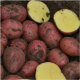 Семенной картофель Балтик Роуз, 60-90 дней 2 репродукция