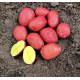 Семенной картофель Балтик Роуз, 60-90 дней 2 репродукция