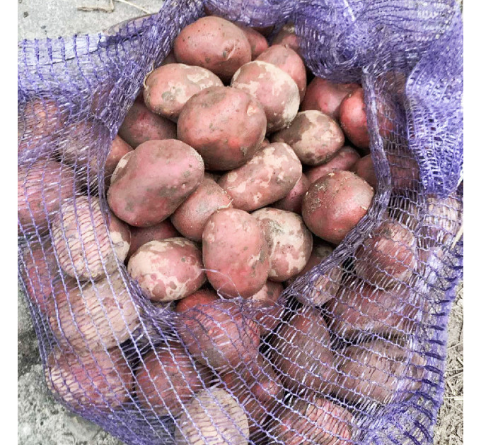 Семенной картофель Балтик Роуз, 60-90 дней 2 репродукция