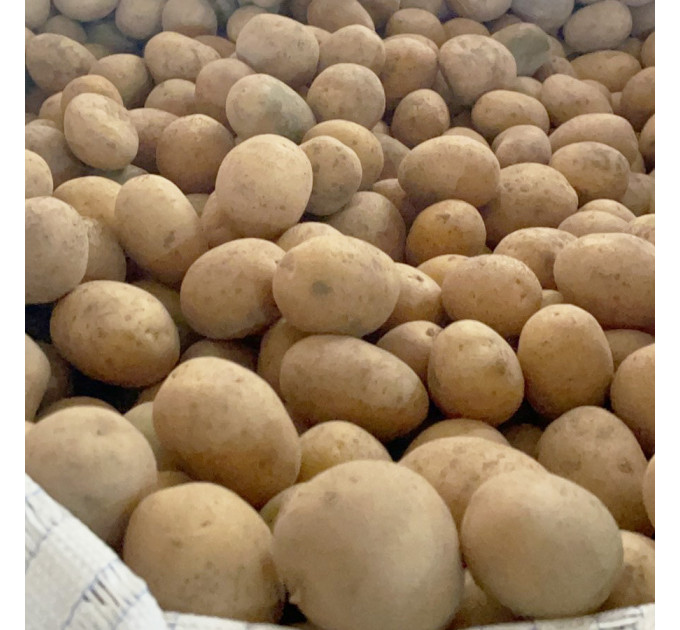 Семенной картофель Коринна, ультраранний 50-60 дней 2 репродукция