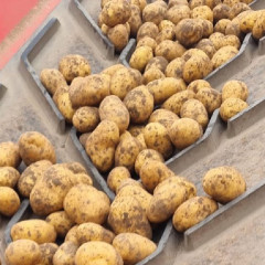 Семенной картофель Коринна, ультраранний 50-60 дней 2 репродукция