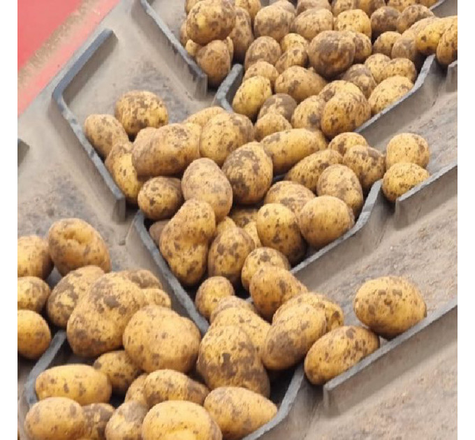 Семенной картофель Коринна, ультраранний 50-60 дней 2 репродукция