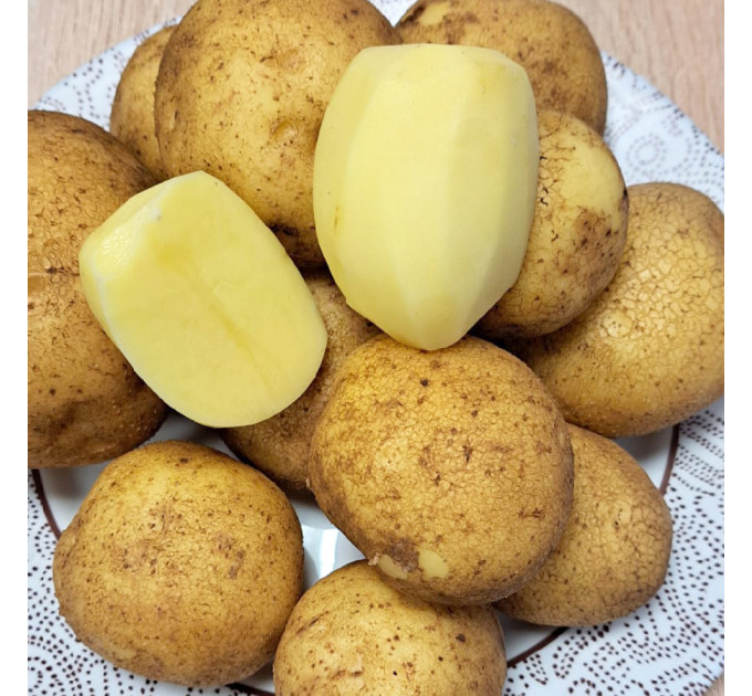 Семенной картофель Винета, 60-70 дней 2 репродукция