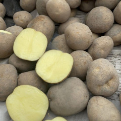 Семенной картофель Винета, 60-70 дней 2 репродукция