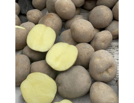 Семенной картофель Винета, 60-70 дней 2 репродукция