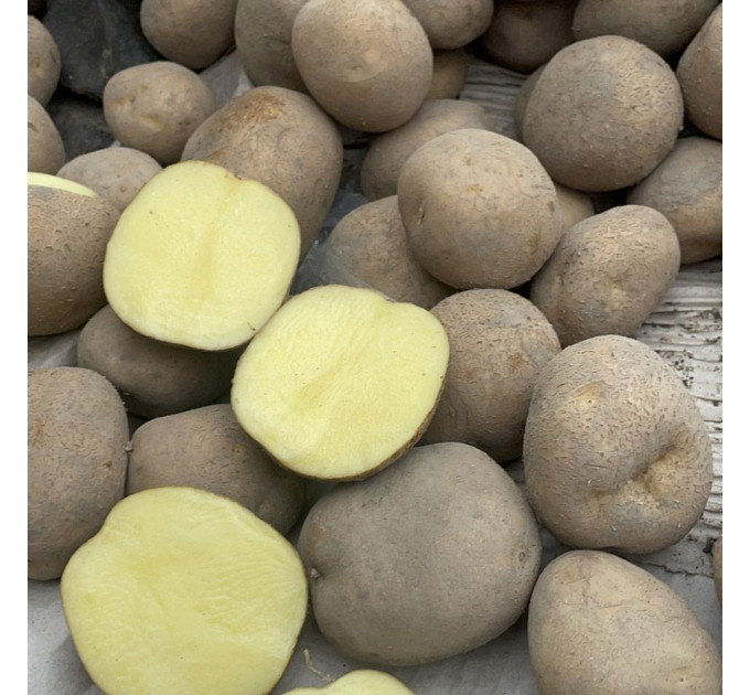 Семенной картофель Винета, 60-70 дней 2 репродукция