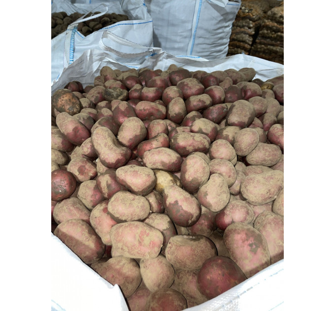 Семенной картофель Балтик Роуз, 60-90 дней 2 репродукция