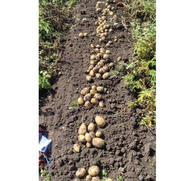 Семенной картофель Коринна, ультраранний 50-60 дней 2 репродукция