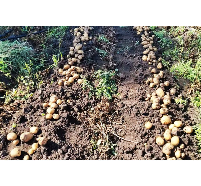 Семенной картофель Коринна, ультраранний 50-60 дней 2 репродукция