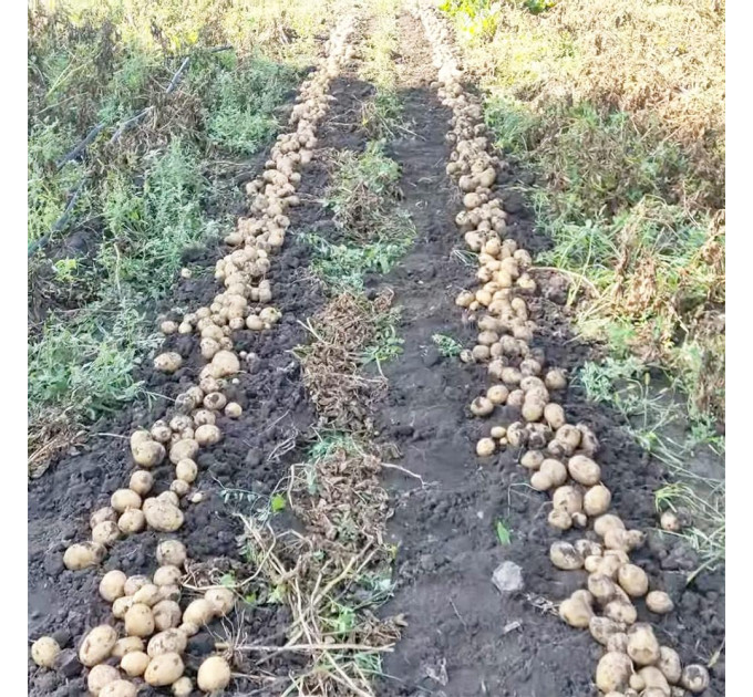 Семенной картофель Коринна, ультраранний 50-60 дней 2 репродукция