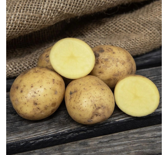 Семенной картофель Диор (Dior) 60-70 дней, 2 репродукция
